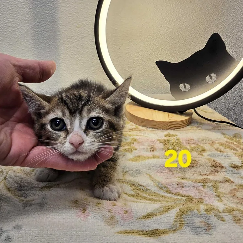 Xena thumbnail 5