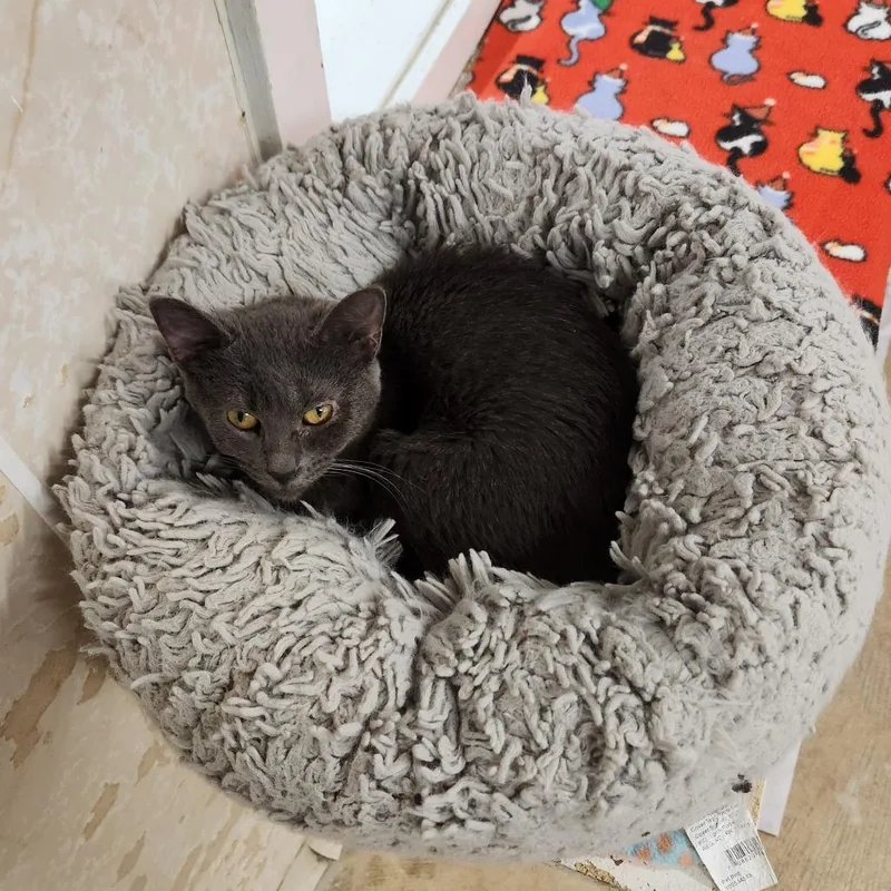 Emma Lou thumbnail 2