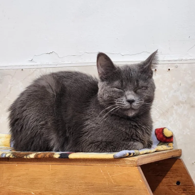 Emma Lou thumbnail 6