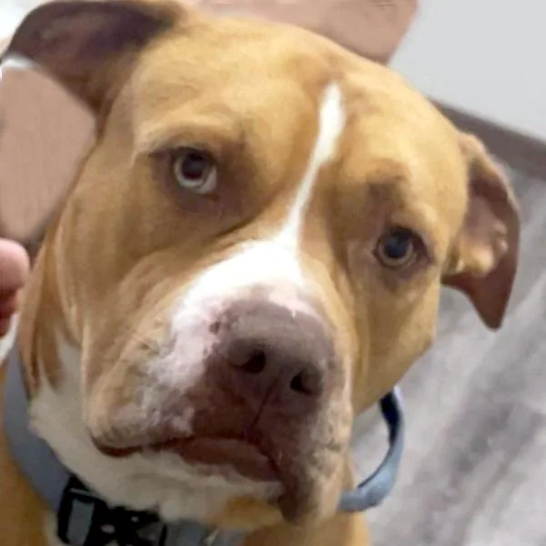 A young large-sized male Bullmastiff dog named Chief for adoption in Des Moines, IA