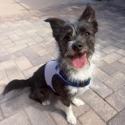 A young small-sized female Black Wirehaired Terrier dog named Darla for adoption in Las Vegas, NV