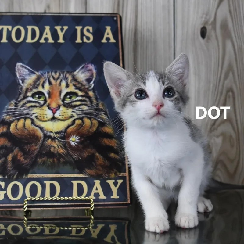 A baby small-sized female Gray / Blue / Silver Domestic Short Hair cat named Dot for adoption in Yuma, AZ