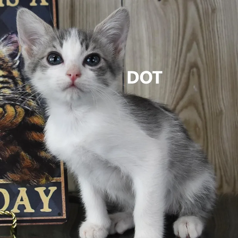 Dot thumbnail 2