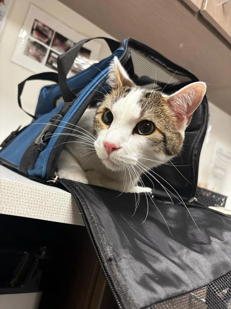 An adult small-sized male Domestic Short Hair cat named Duke for adoption in Greenfield, IN