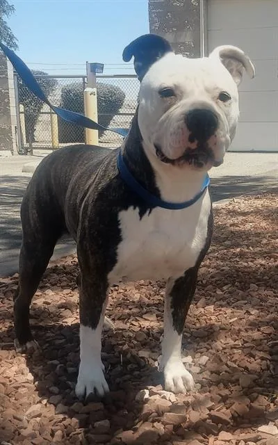 An adult medium-sized female American Staffordshire Terrier dog named Oreo for adoption in Albuquerque, NM