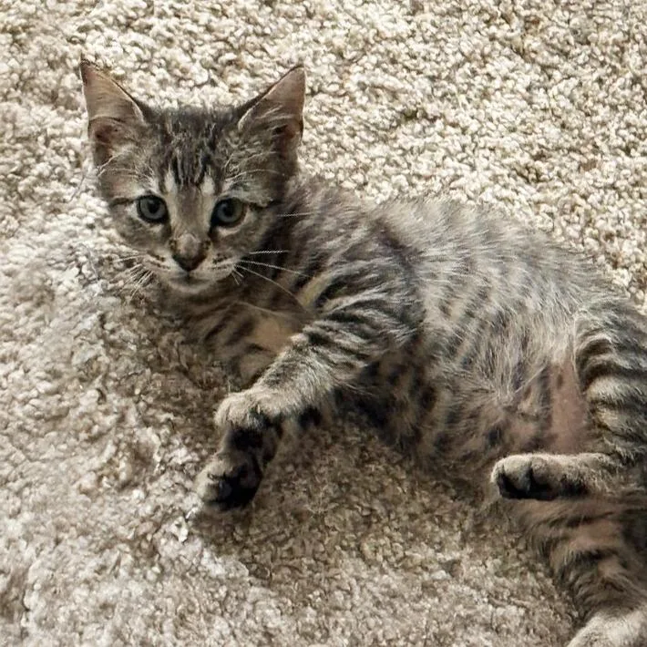 A baby small-sized male Brown / Chocolate Domestic Short Hair cat named Al Pacino for adoption in Austin, TX