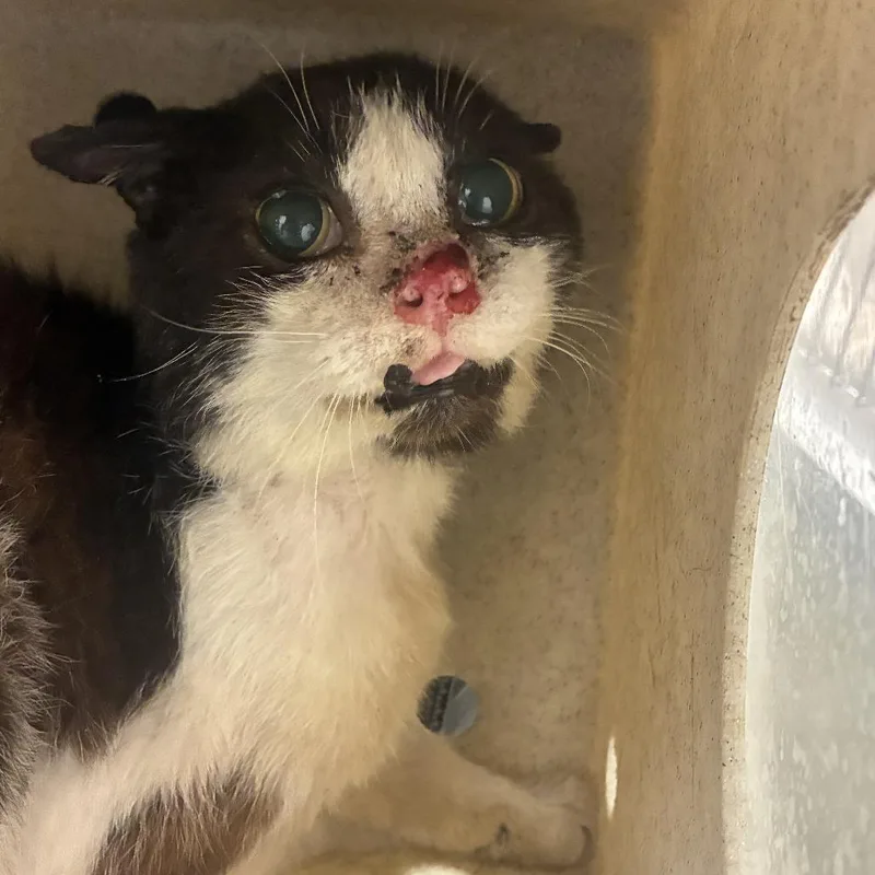 A senior small-sized female Domestic Short Hair cat named 72657 for adoption in Harrisonburg, VA