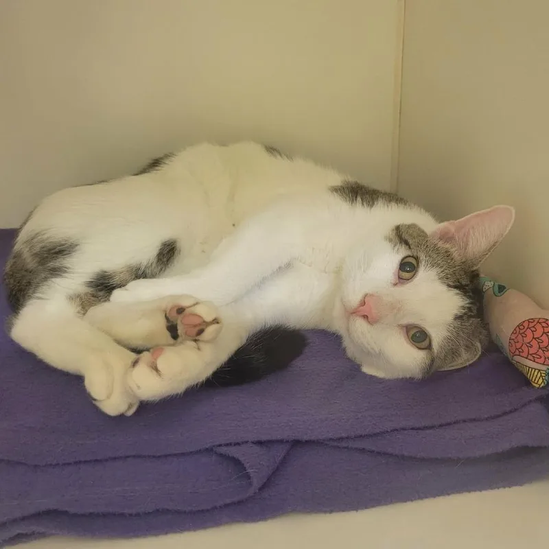 Valentino thumbnail 2