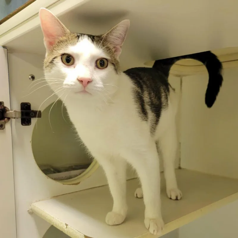 Valentino thumbnail 4