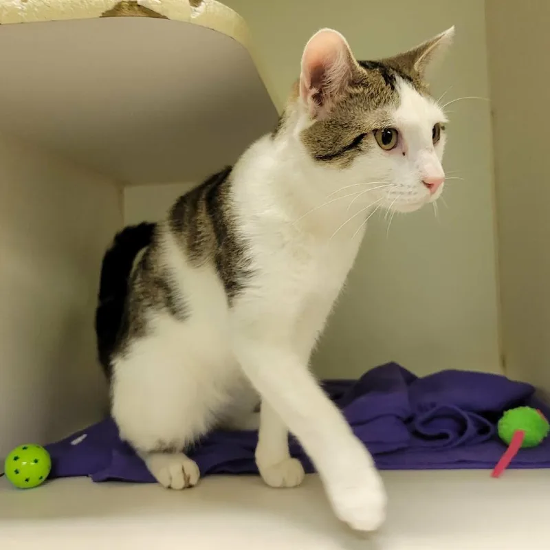 Valentino thumbnail 5