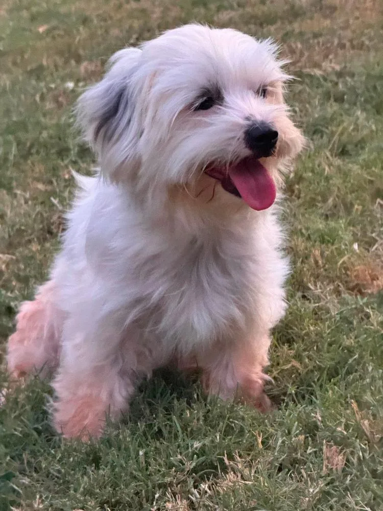 A young small-sized female Havanese dog named Fiona for adoption in Shawnee, OK