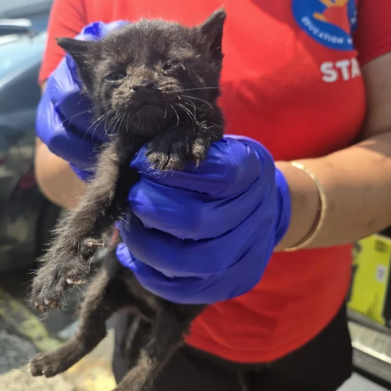 A baby small-sized female Black Domestic Short Hair cat named Lyanna for adoption in Newark, NJ