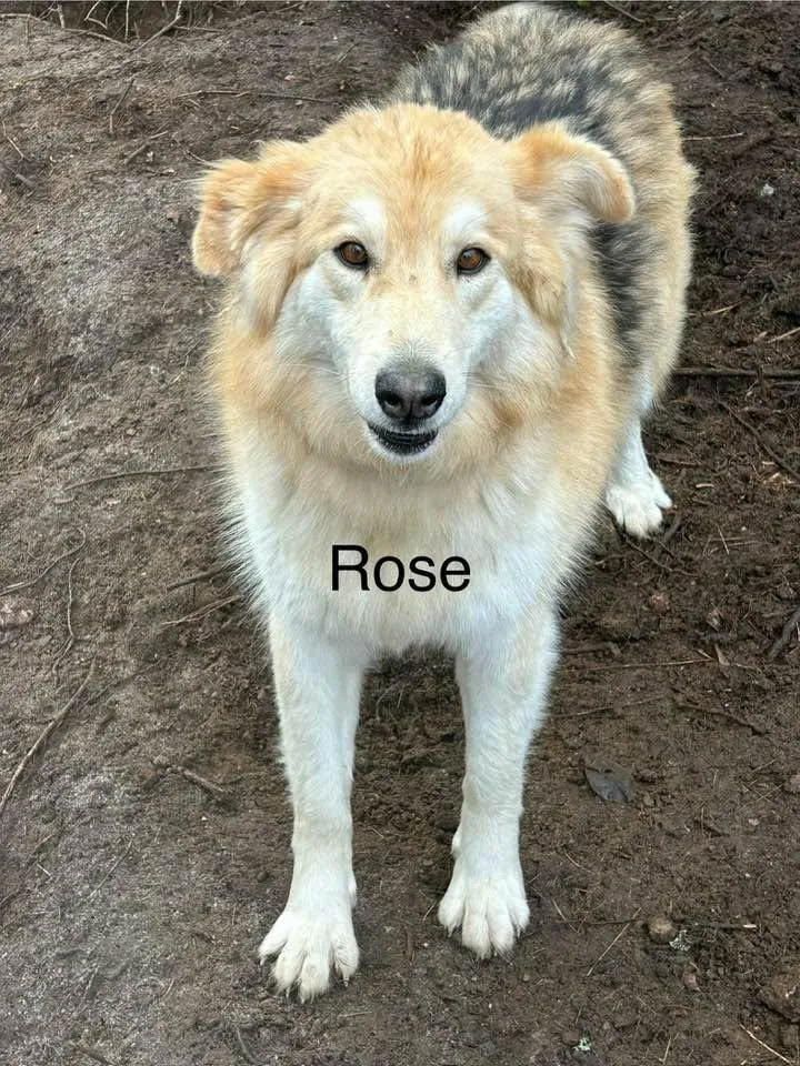 Aurora and Rose