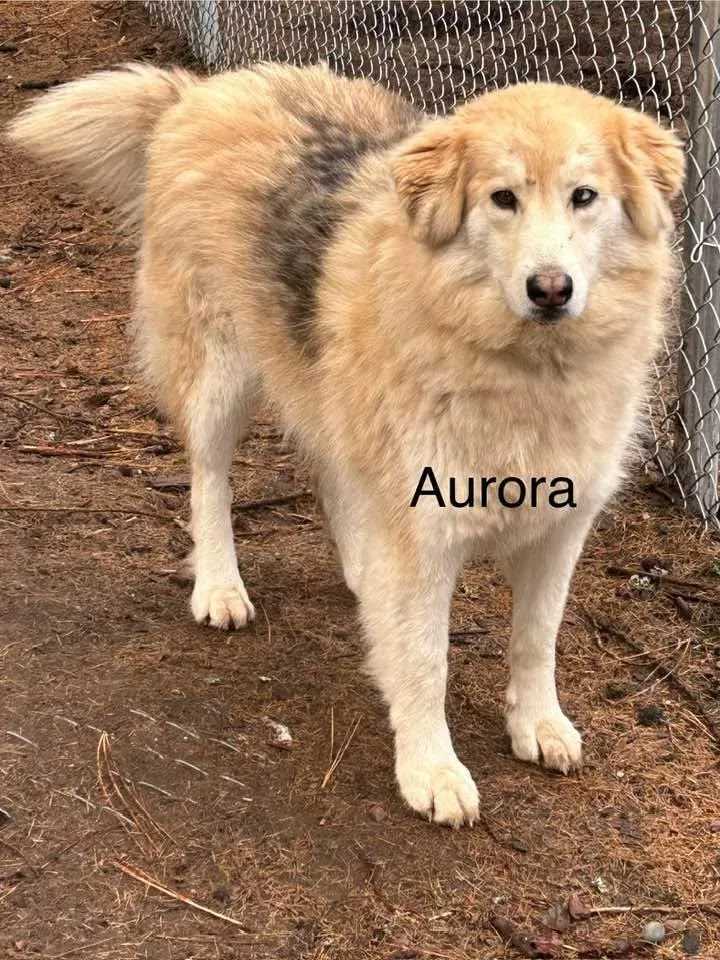 Aurora and Rose thumbnail 2