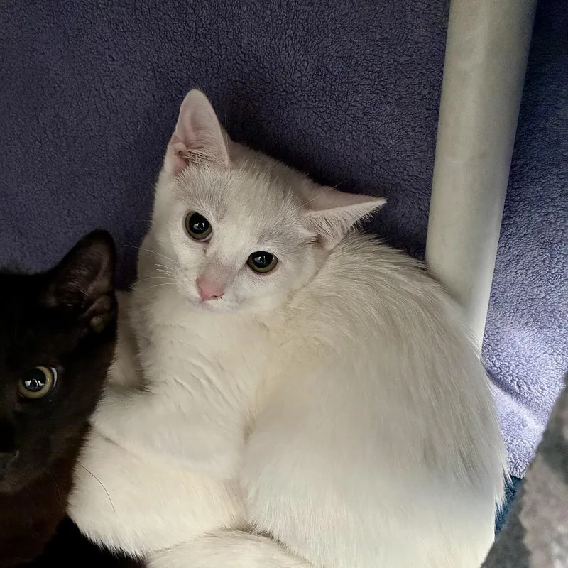 A baby small-sized female White Domestic Short Hair cat named Ivory for adoption in Hawthorne, CA