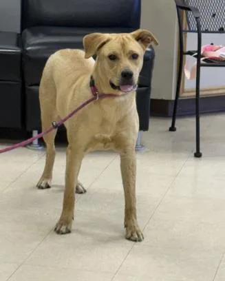 A young large-sized female Black Mouth Cur dog named Myra for adoption in Killeen, TX