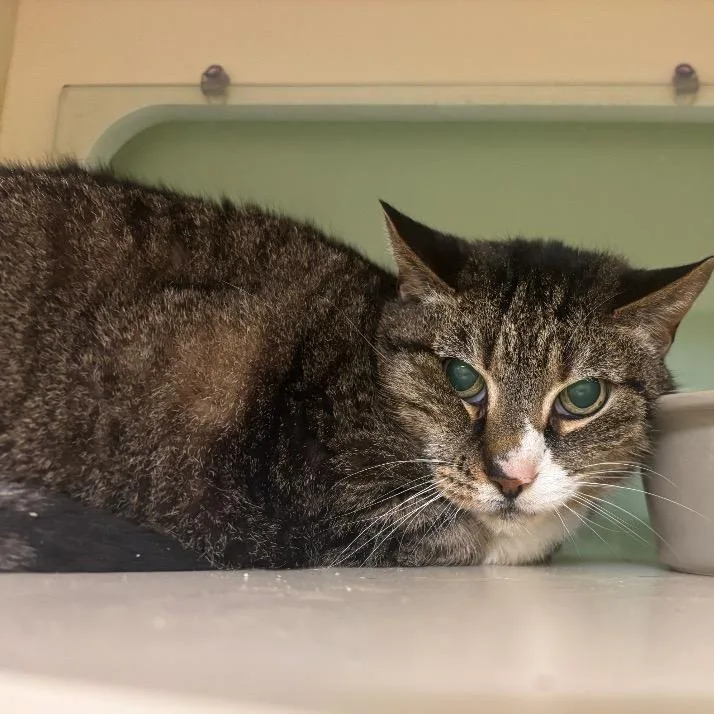 A senior large-sized male Tabby (Brown / Chocolate) Domestic Short Hair cat named Stimpy for adoption in Prince Frederick, MD