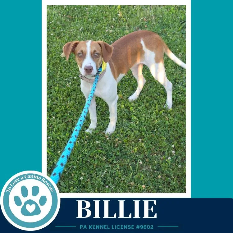 A young medium-sized female Beagle dog named Billie for adoption in Kimberton, PA