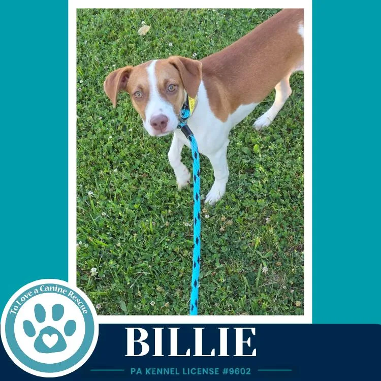 Billie thumbnail 2