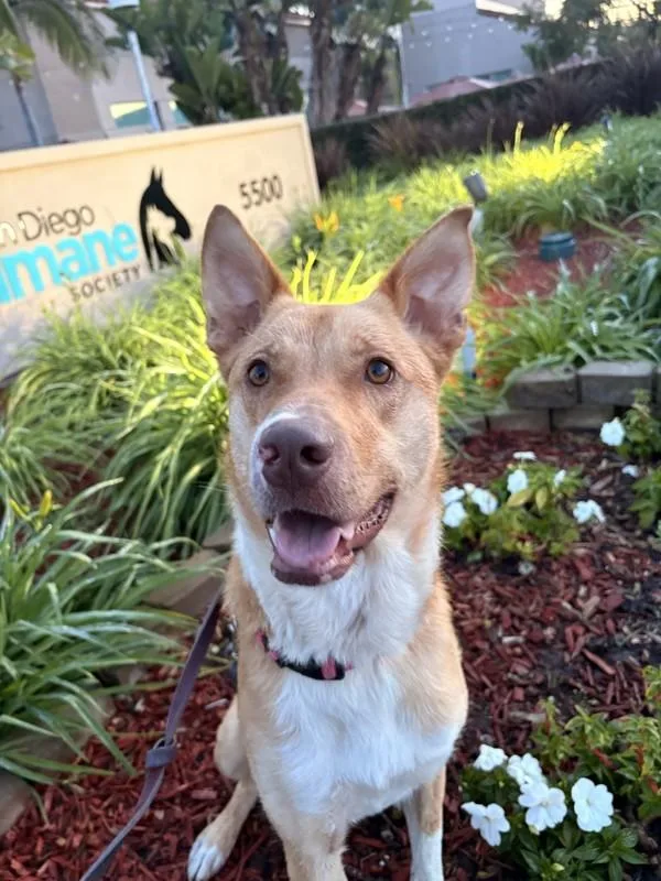 A young medium-sized male Labrador Retriever dog named Obi for adoption in San Diego, CA