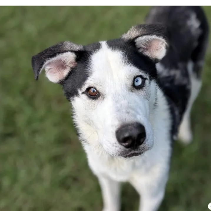 An adult medium-sized male Black Husky dog named Sinclair for adoption in Dover, NH