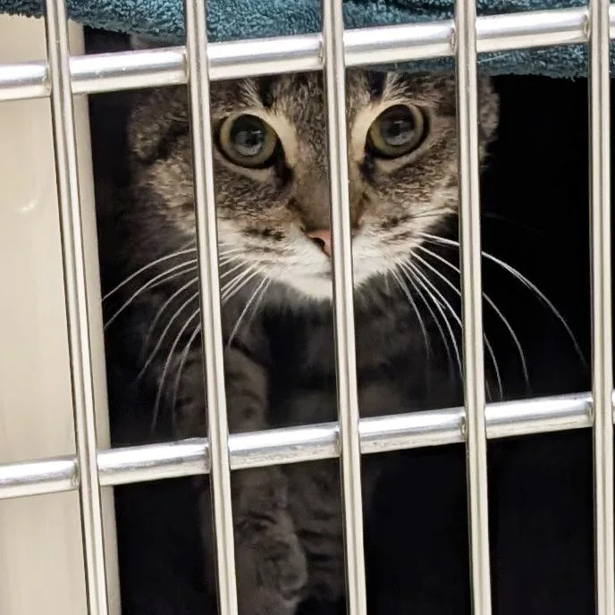 An adult medium-sized female Tabby (Brown / Chocolate) Domestic Short Hair cat named Whitney Working Cat for adoption in Jefferson, WI