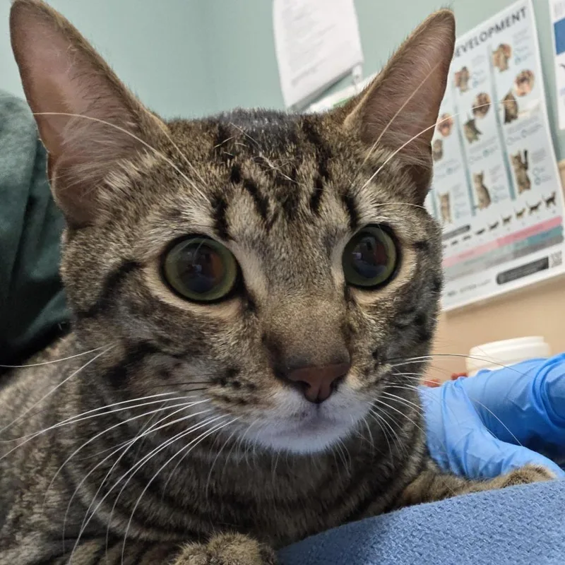 An adult medium-sized male Brown / Chocolate Domestic Short Hair cat named London Fog for adoption in Tacoma, WA