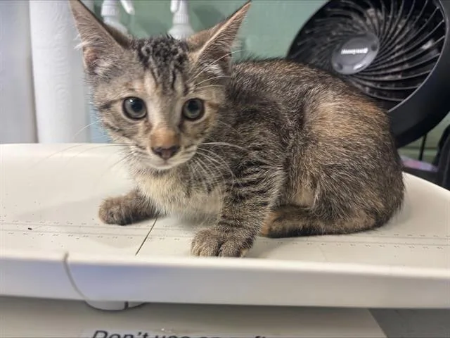 A baby small-sized female Domestic Short Hair cat named Eleanor for adoption in Grand Prairie, TX