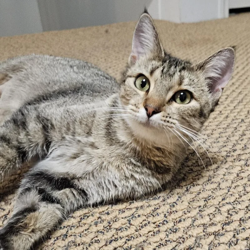An adult medium-sized female Gray / Blue / Silver Domestic Short Hair cat named Willow FC SL for adoption in Union, MO