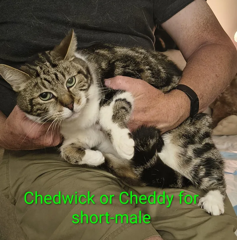 An adult large-sized male Tabby (Gray / Blue / Silver) Domestic Short Hair cat named Cheddar for adoption in Marlette, MI