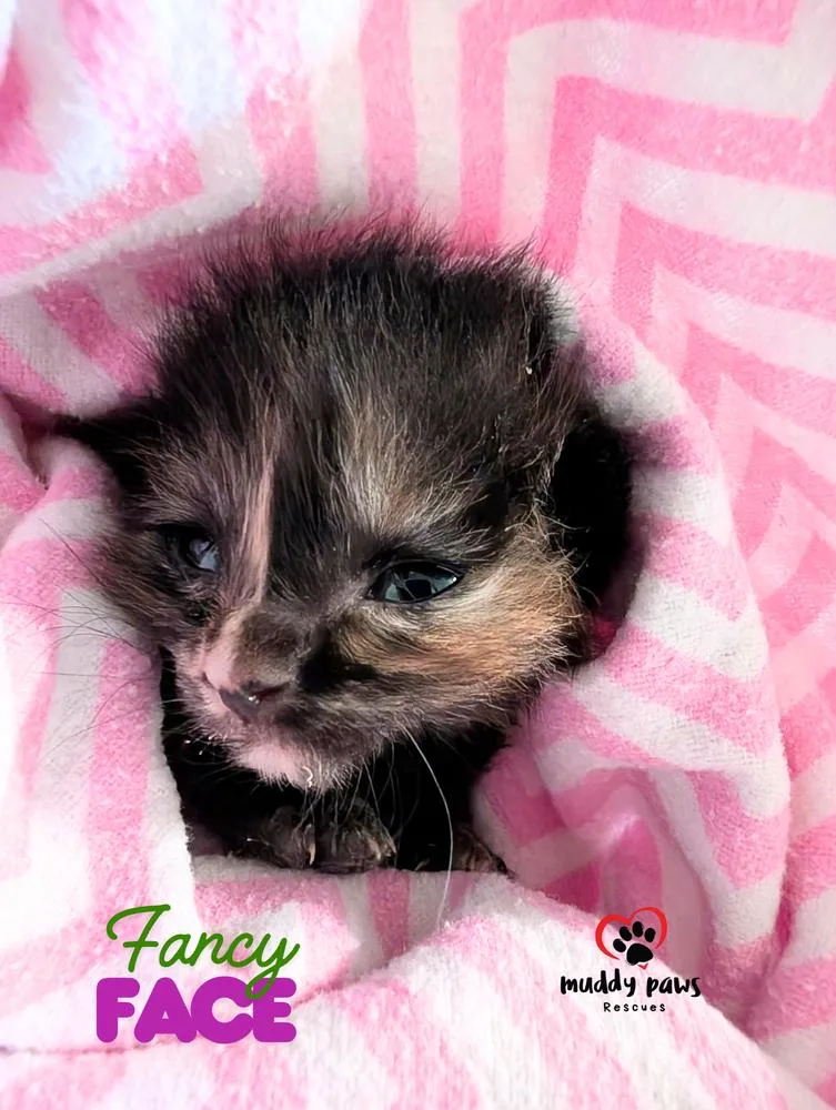 A baby small-sized female Tortoiseshell Domestic Short Hair cat named Soap Stars: Fancy for adoption in Council Bluffs, IA