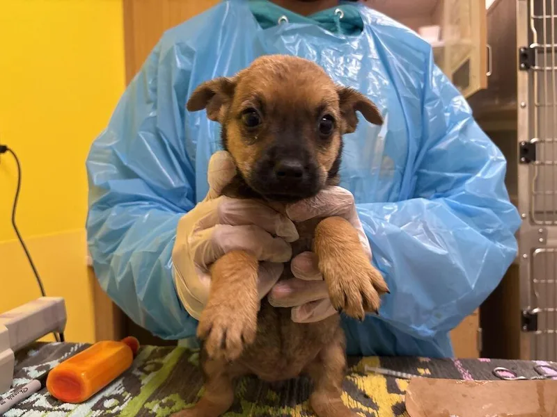 A baby small-sized female Black Mixed Breed dog named Lavender for adoption in Raleigh, NC