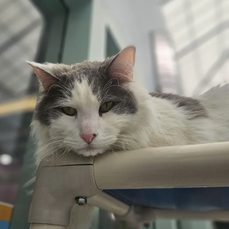 Lord Finn