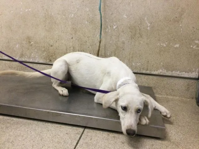 A young medium-sized female Shepherd dog named Darla for adoption in Riverside, CA