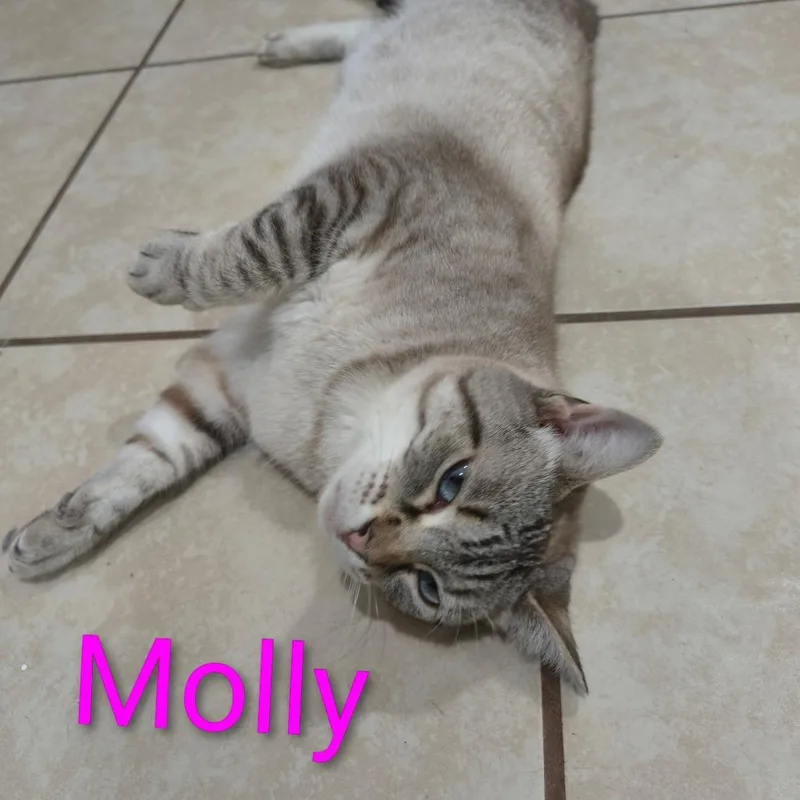 Molly thumbnail 2