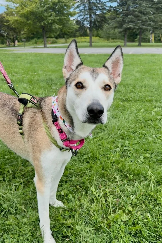 Kira