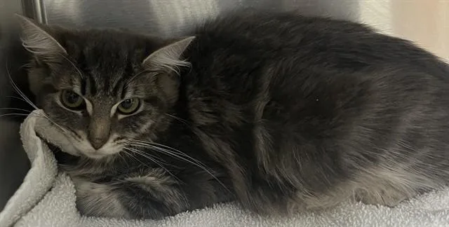 A young medium-sized female Domestic Medium Hair cat named Swan for adoption in Upper Marlboro, MD