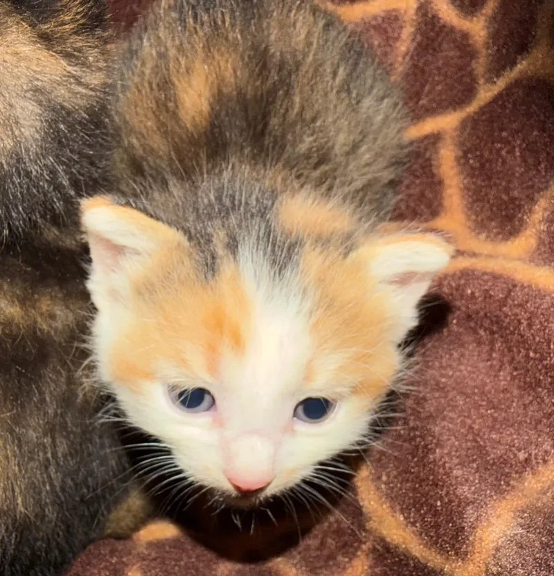A baby medium-sized female Domestic Short Hair cat named Carlsbad for adoption in Burnsville, NC