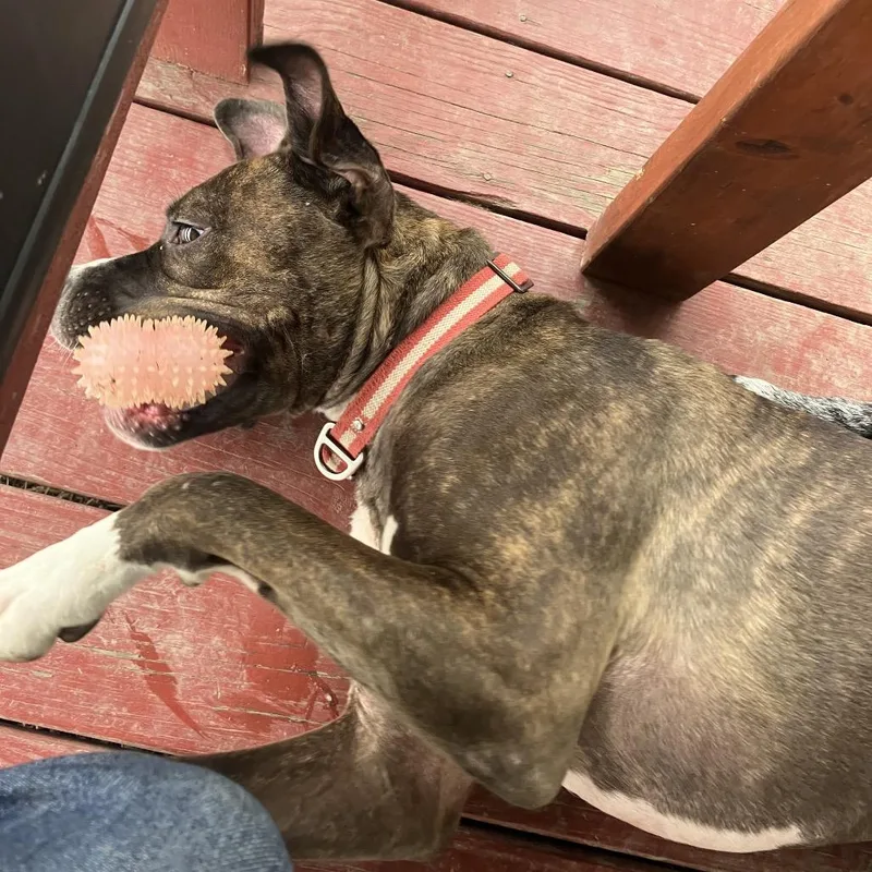 A young large-sized female Brindle Mixed Breed dog named Echo for adoption in East Smithfield , PA