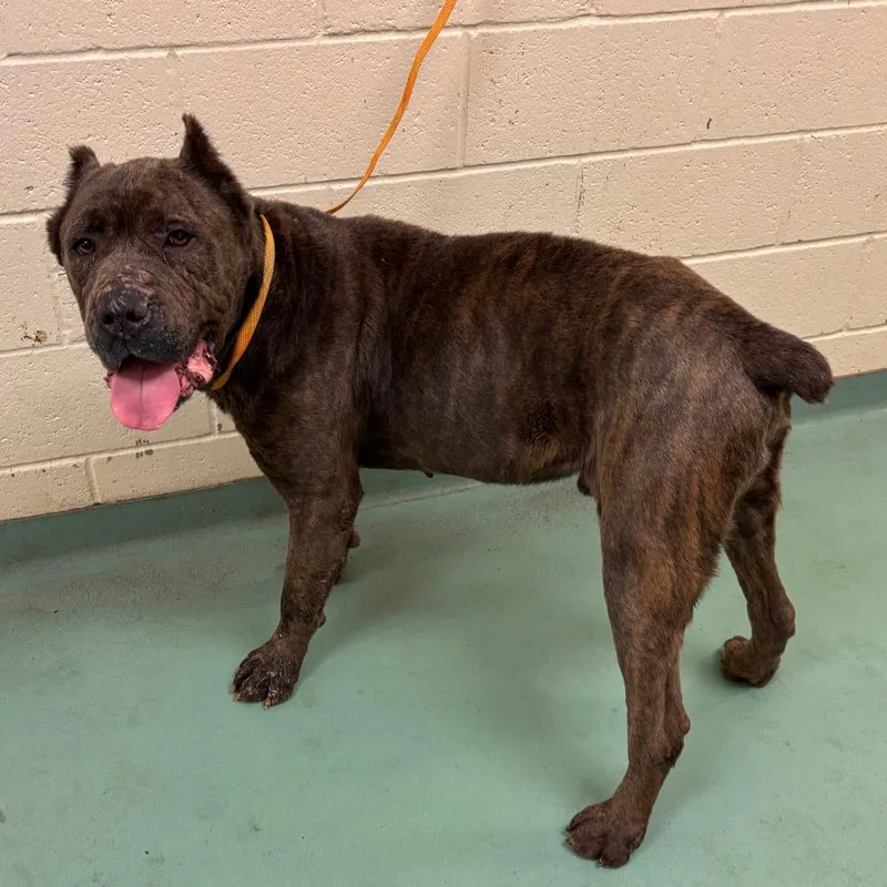 An adult extra large-sized male Gray / Blue / Silver Mixed Breed dog named Big Dawg for adoption in Memphis, TN