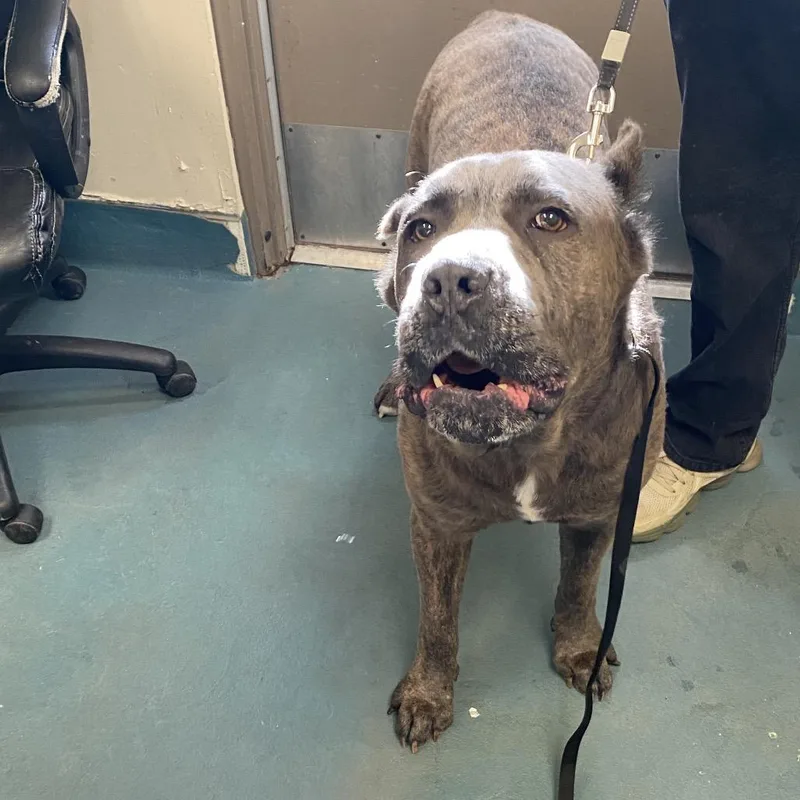 Big Dawg thumbnail 2