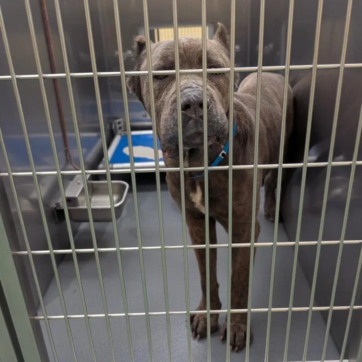 Big Dawg thumbnail 3