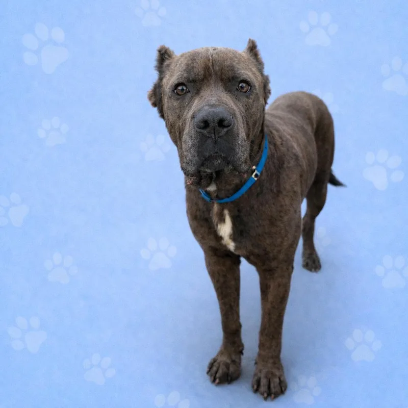 Big Dawg thumbnail 4