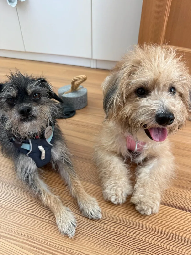 A young small-sized female Havanese dog named Crouton for adoption in LOS ANGELES, CA