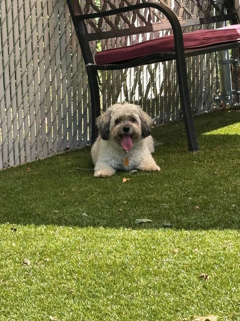 An adult small-sized female Gray / Blue / Silver Shih Tzu dog named Fifi for adoption in Kingston, MA