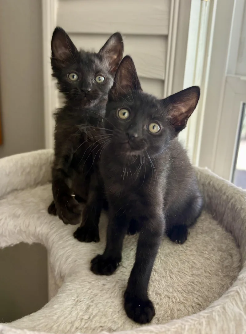 A young medium-sized male Black Domestic Short Hair cat named Pipet for adoption in Oracle, AZ