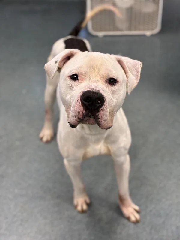 An adult large-sized male Pit Bull Terrier dog named Agent Woof for adoption in Richmond, VA