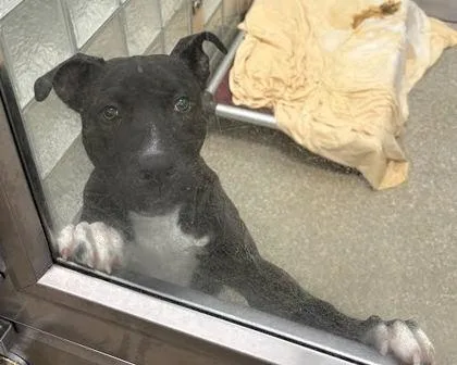 A young large-sized male Terrier dog named Pluto for adoption in Washington, DC