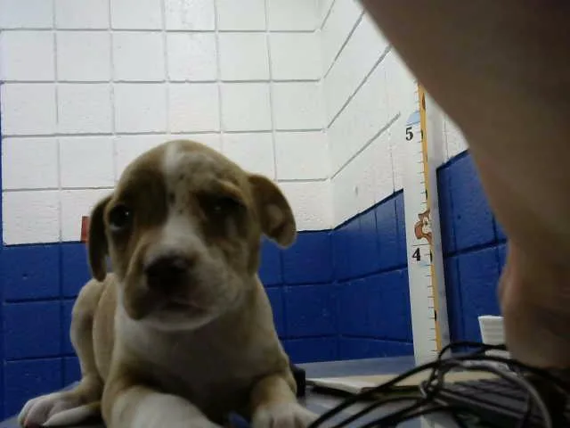 A baby small-sized female Catahoula Leopard Dog dog named California for adoption in Albuquerque, NM