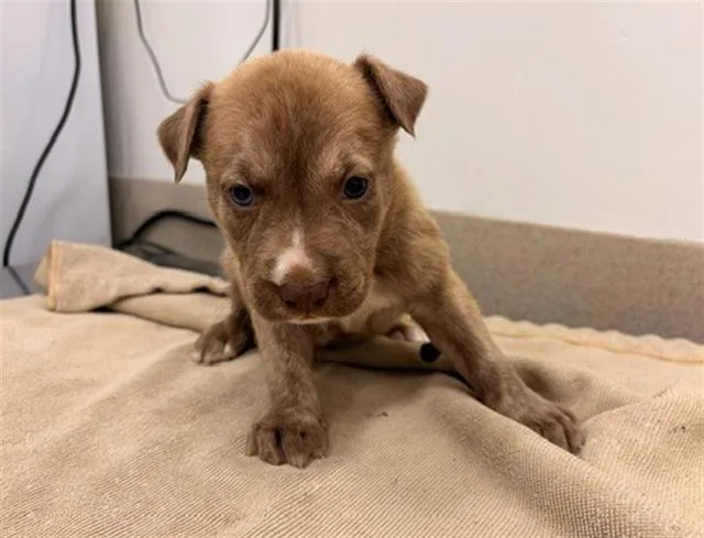 A baby medium-sized male Dutch Shepherd dog named Happy for adoption in Baytown, TX